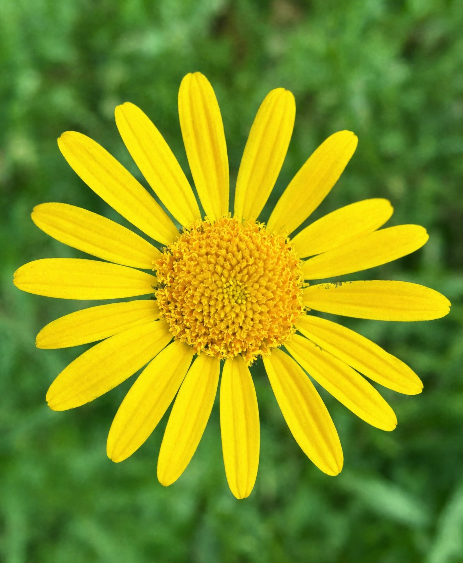 Arnica